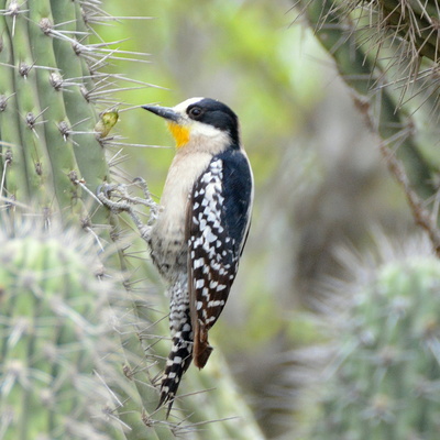 White-Fronted Woodpecker